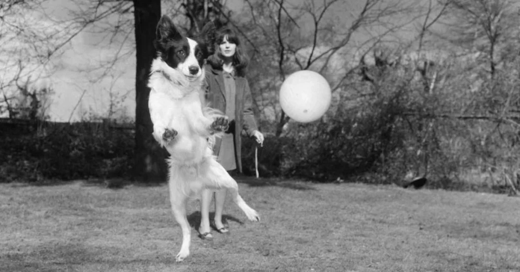 pickles the wonder dog jumping into the air towards a ball
