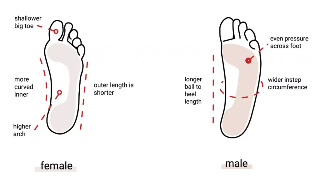 Women’s Feet Compared To Men